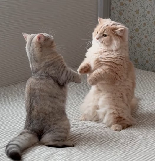 二本足で立つ2匹の猫