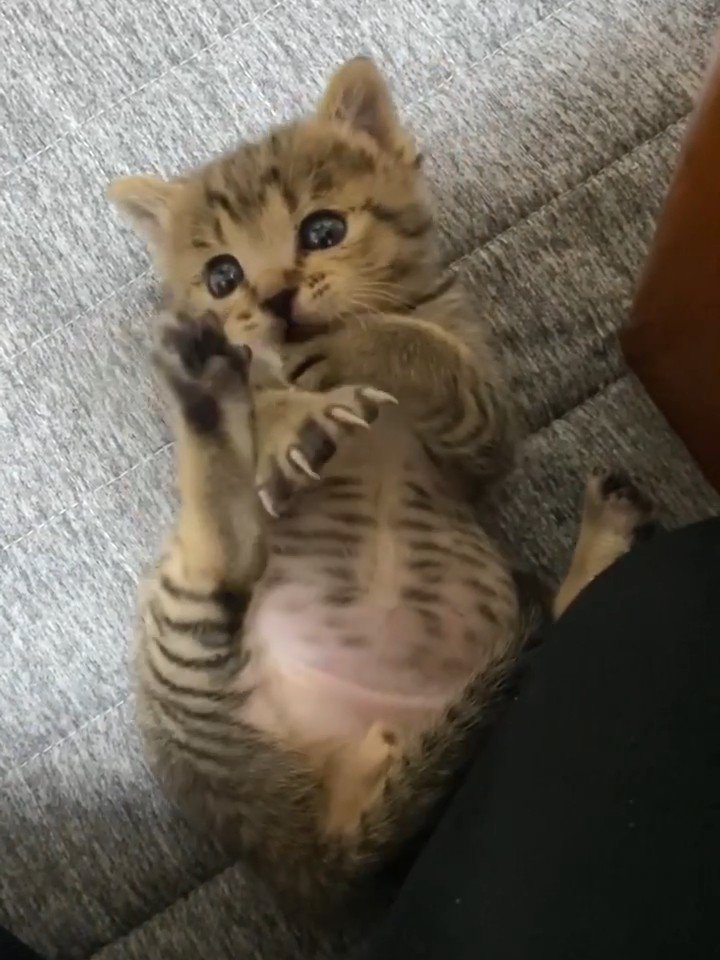 仰向けの子猫