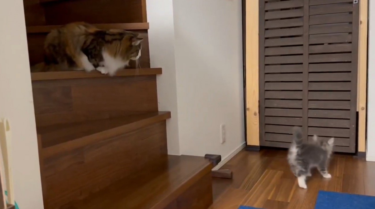 階段にいる成猫とフロアの子猫