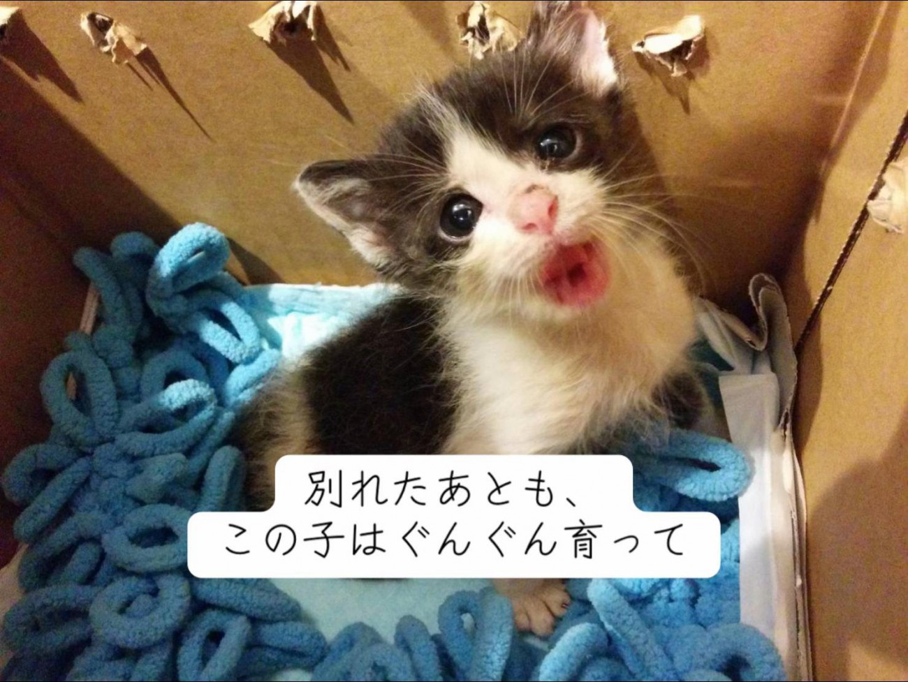 箱の中にいる子猫