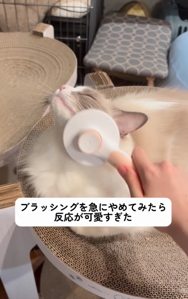 顔周りをブラッシング