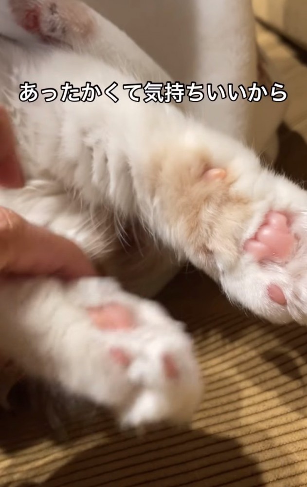 猫の肉球