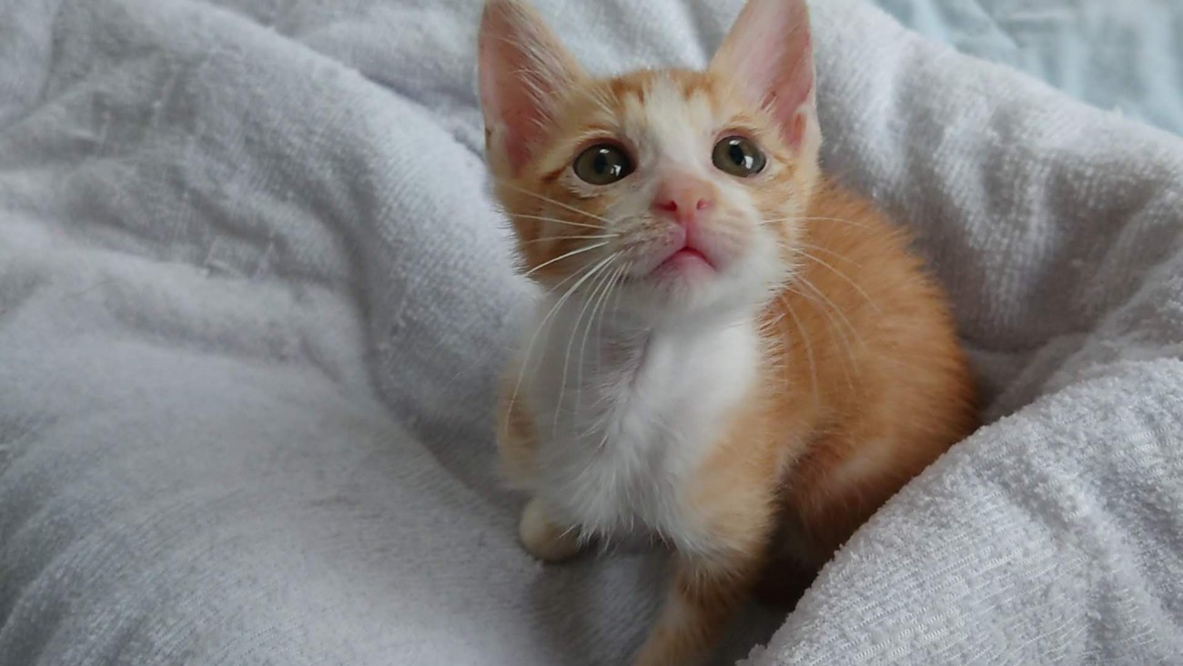 飼い主を見上げる子猫
