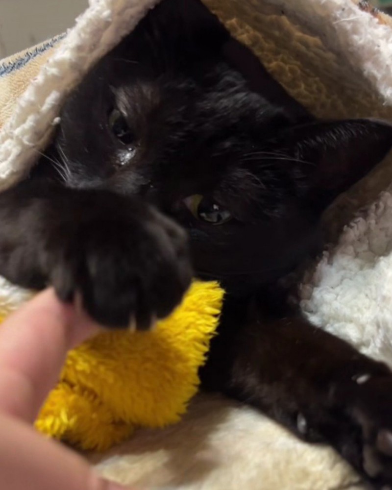 人の指に手を伸ばす猫