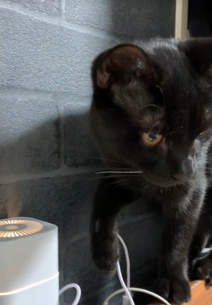 加湿器が気になる猫