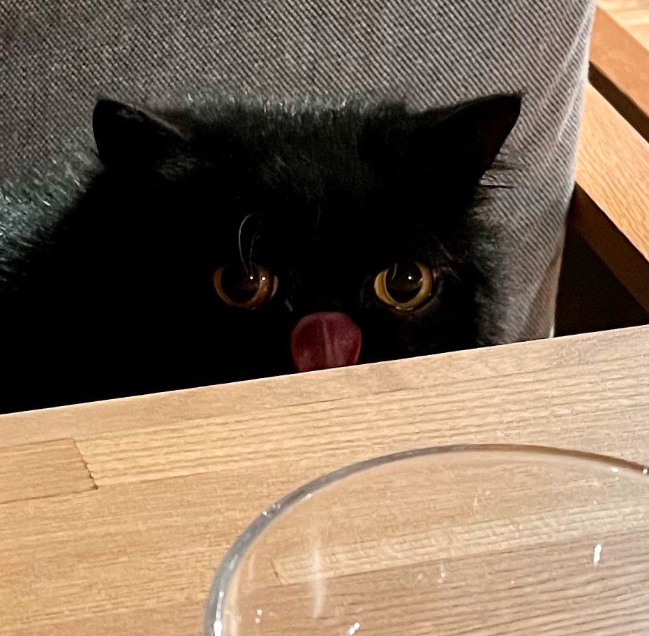 舌を出して飼い主の朝ご飯を見つめる猫
