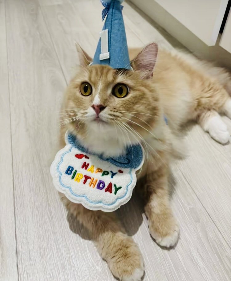 誕生日のお祝いをしてもらうサイベリアン