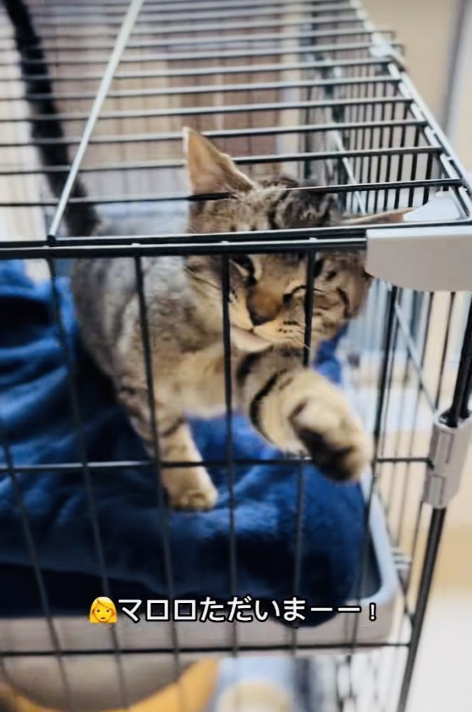 ケージの中で鳴く子猫