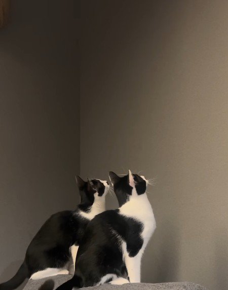 壁を見ている2匹の猫