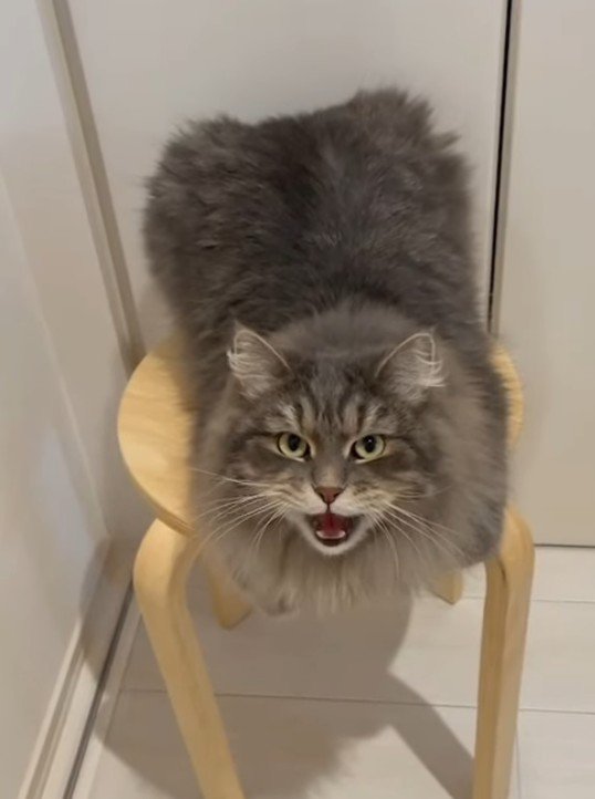 歌う猫