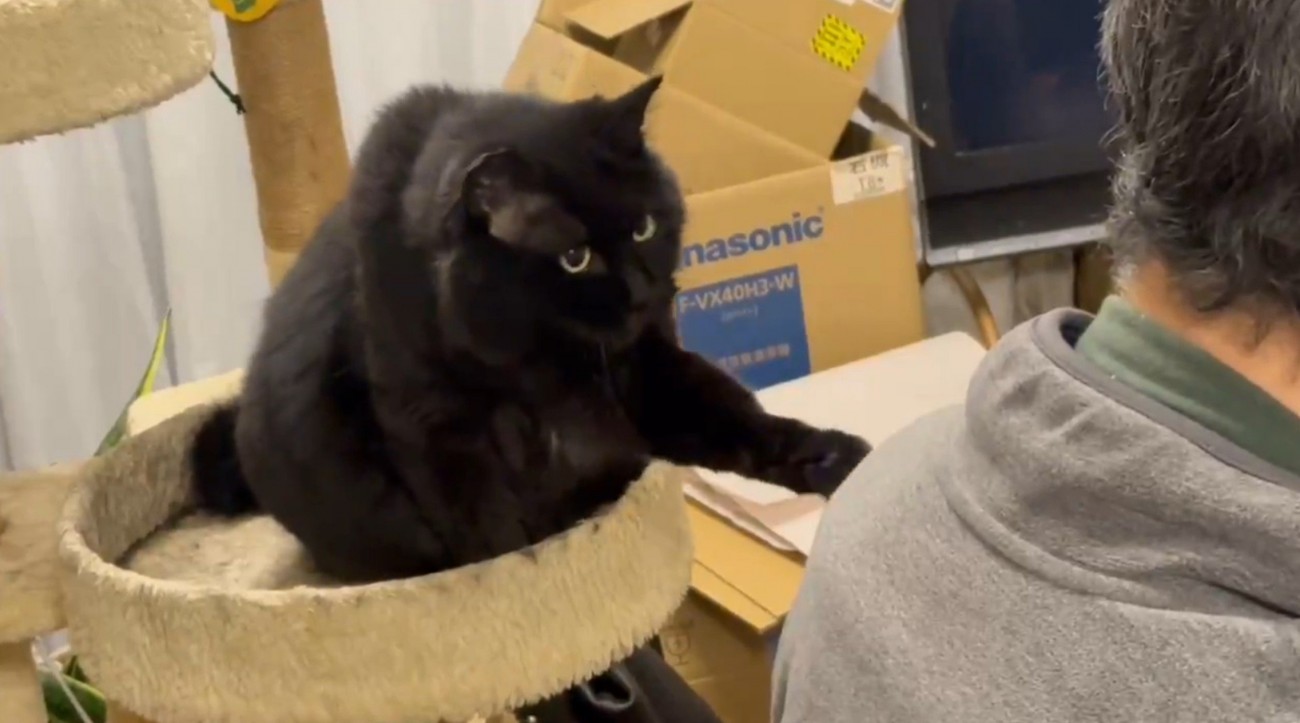 左手を伸ばす猫