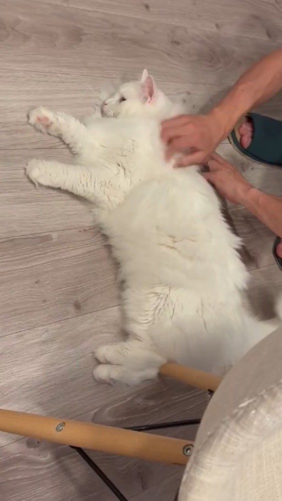 床に寝転がっている猫を撫でる男性