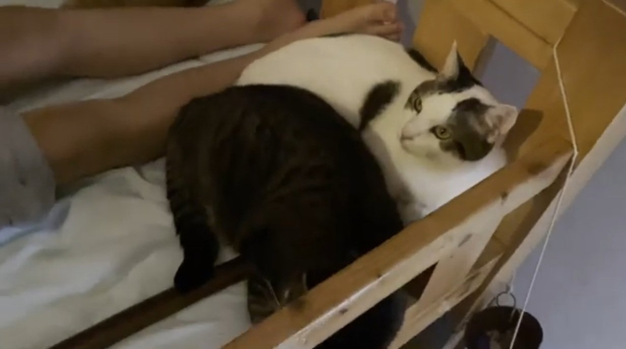 ベッドに座っている猫達