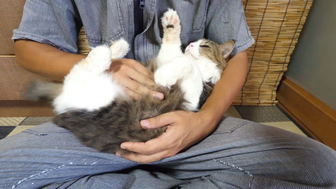 お腹をなでられていた猫が目をつむった瞬間