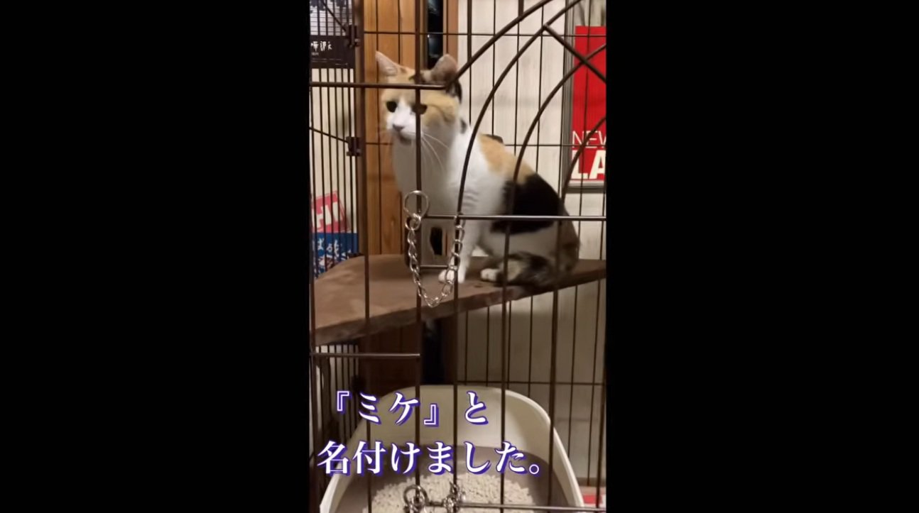 ケージの中にいる猫