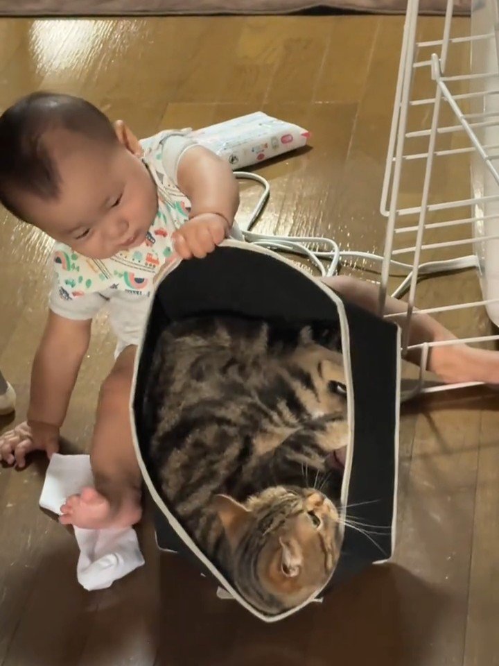 猫が入った箱を持ち上げる赤ちゃん