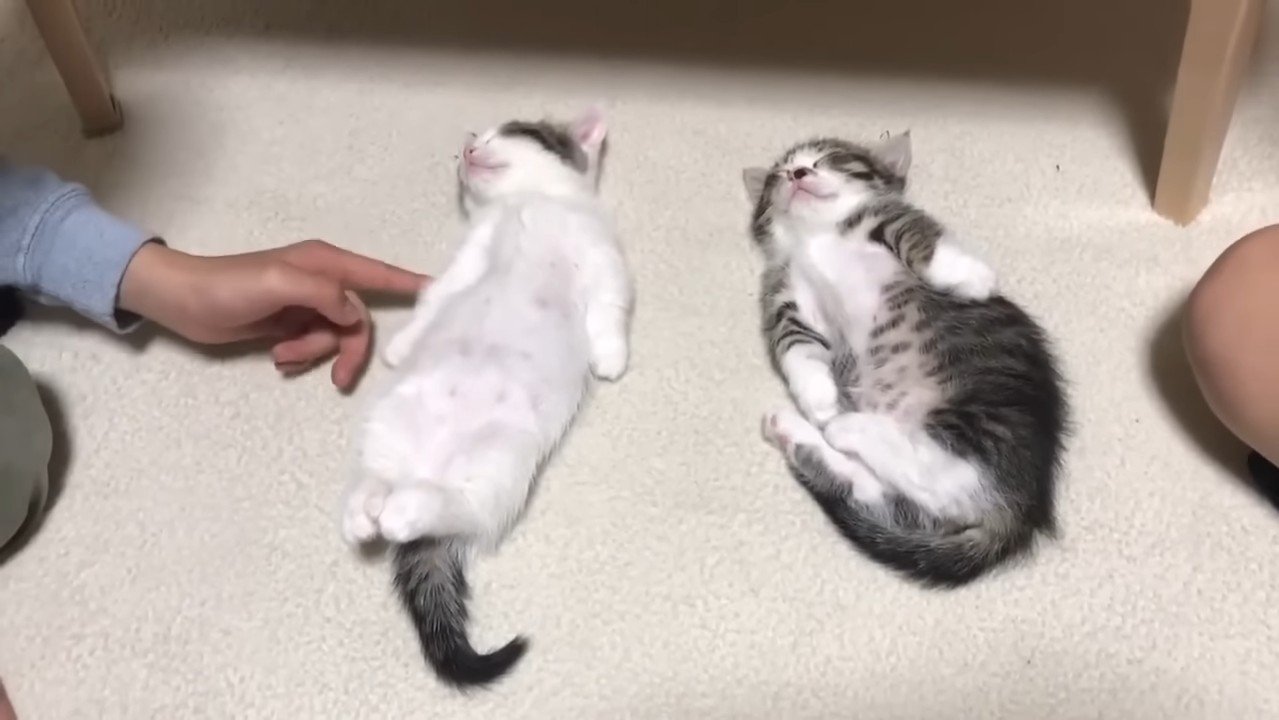 前足を触られる豆大福くん