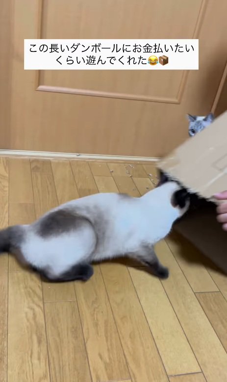 後ろ向きで出てくる猫