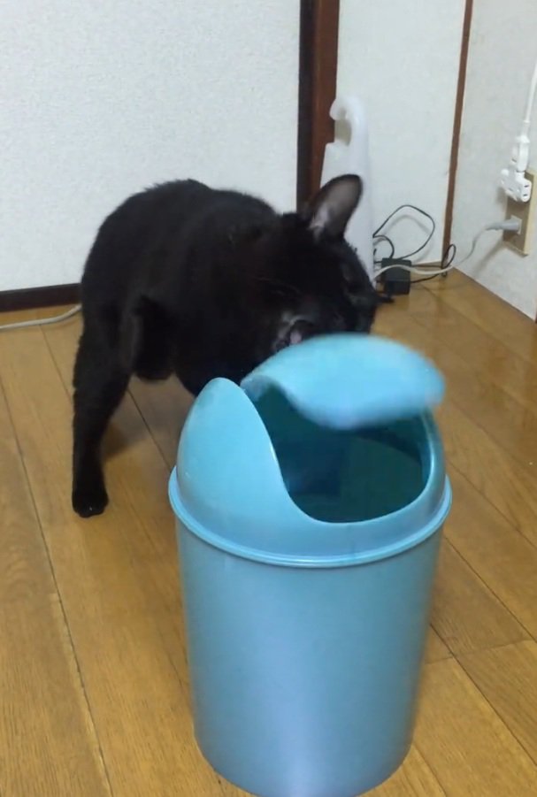 噛もうとする猫