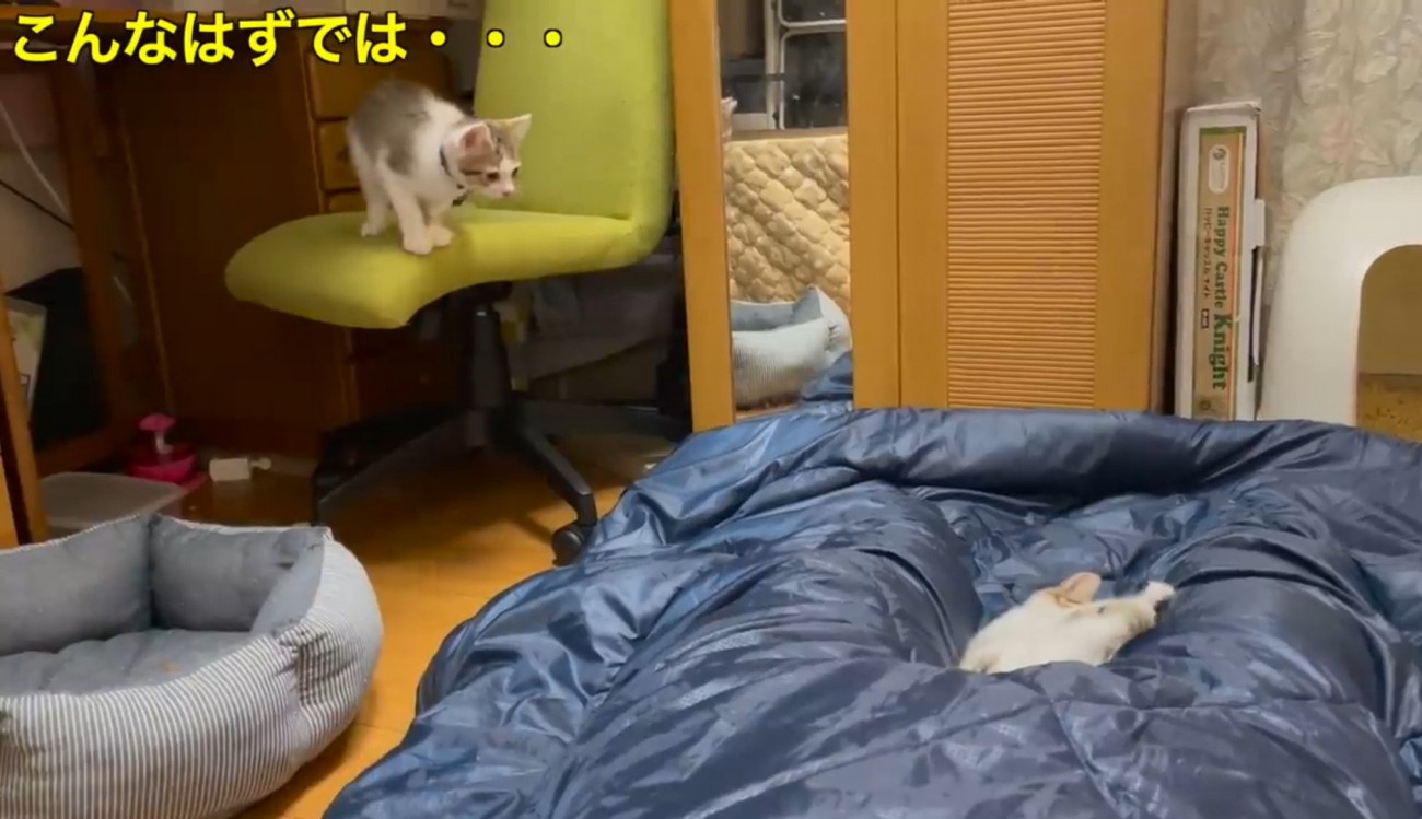 寝ている飼い主の足の間でじゃれる2匹の子猫と椅子の上からジャンプしそうな子猫