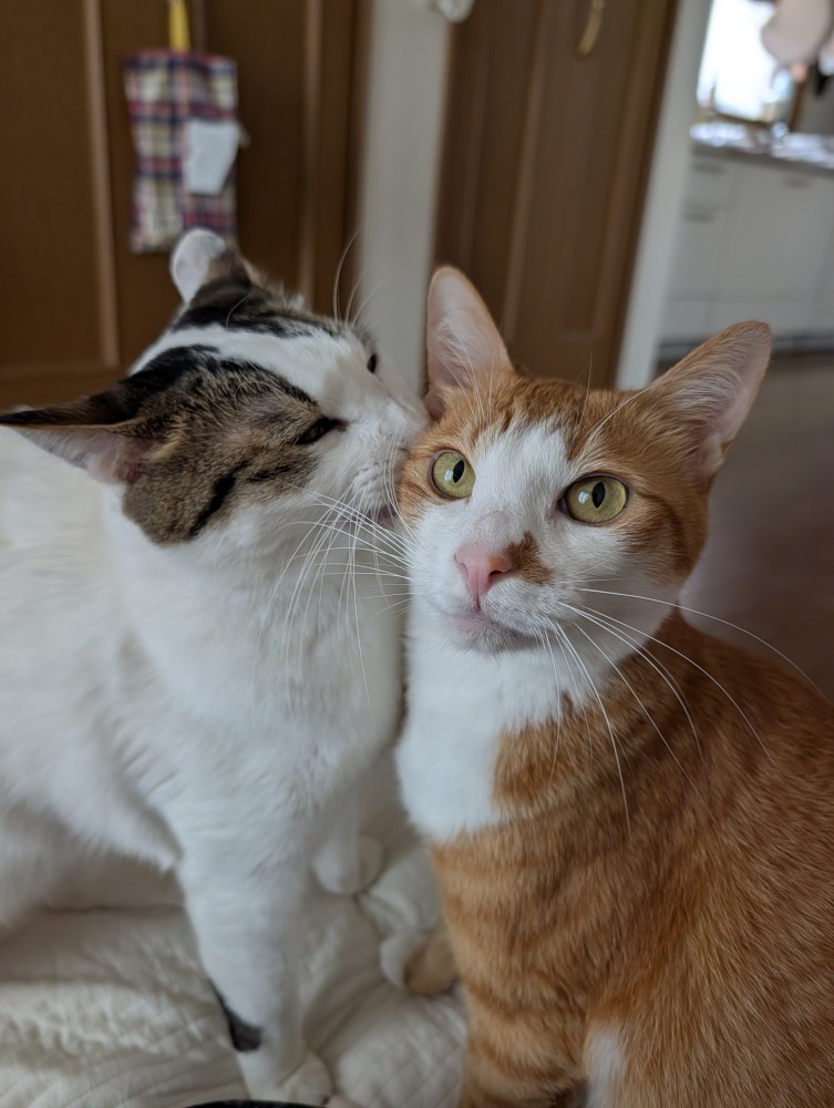 寄り添い合う2匹の猫