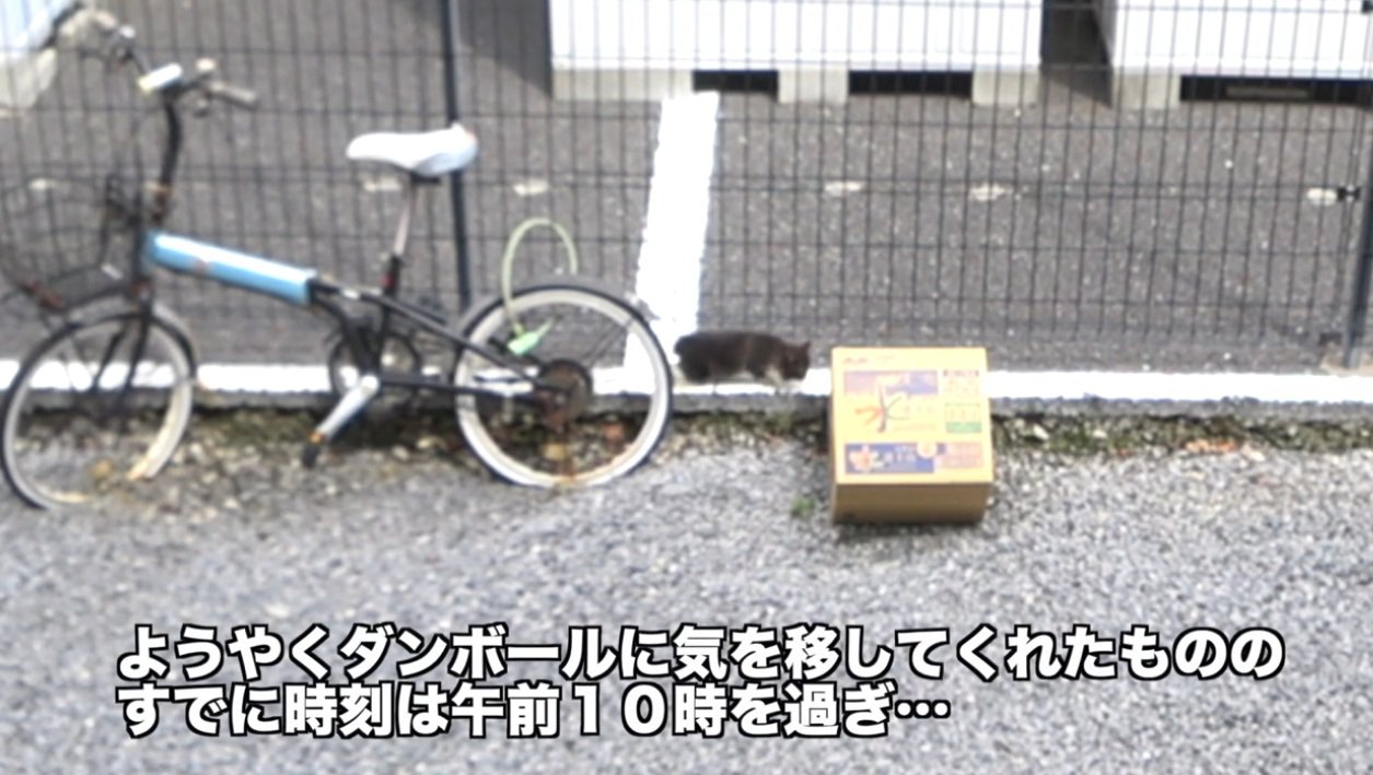 道においてある段ボールと子猫