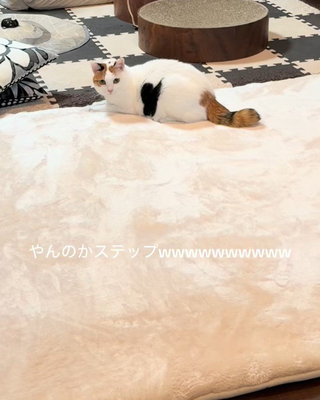 伏せてこちらを見つめる猫