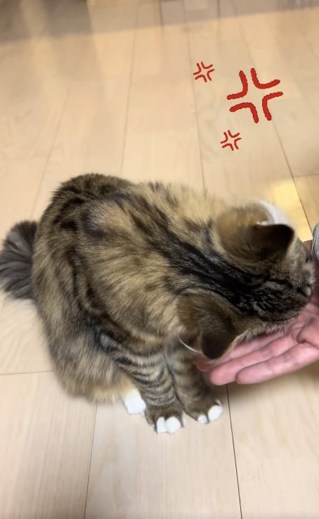手のひらに噛み付いている猫