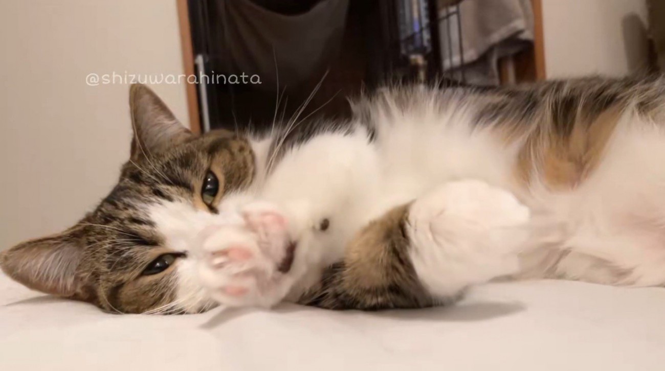 寝転がった体勢で、左右の前足を交互に握る猫