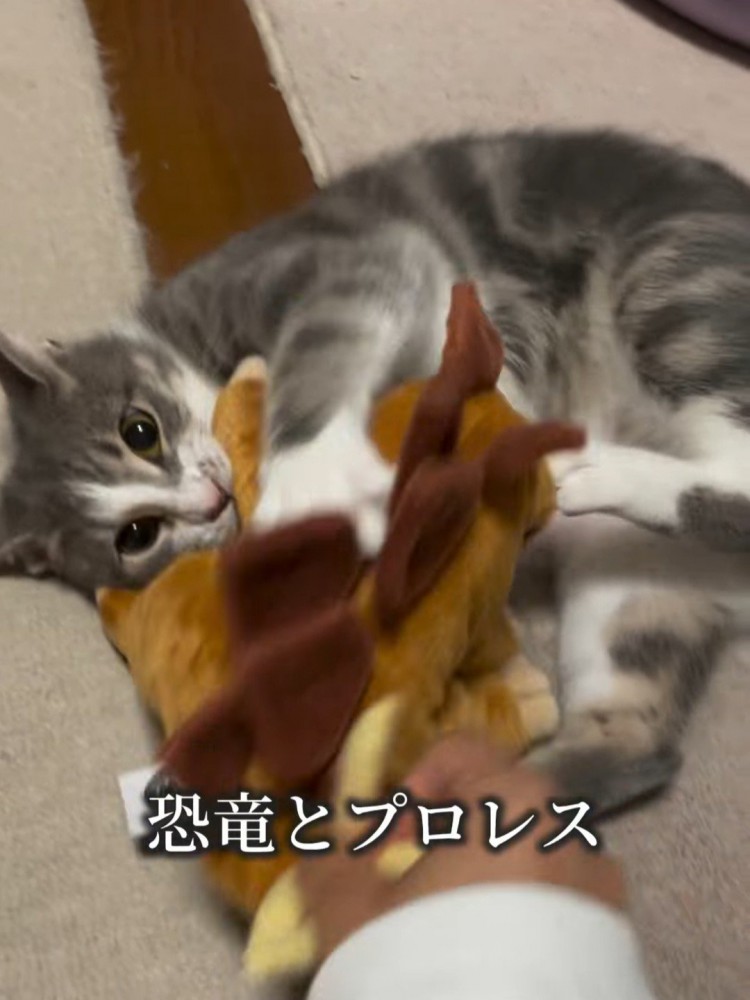 ぬいぐるみで遊ぶ猫