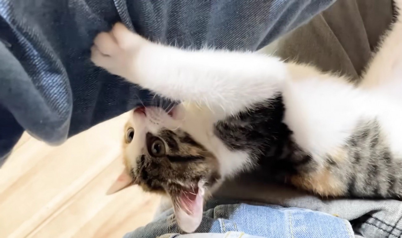 保護主さんの腕を噛む三毛さん