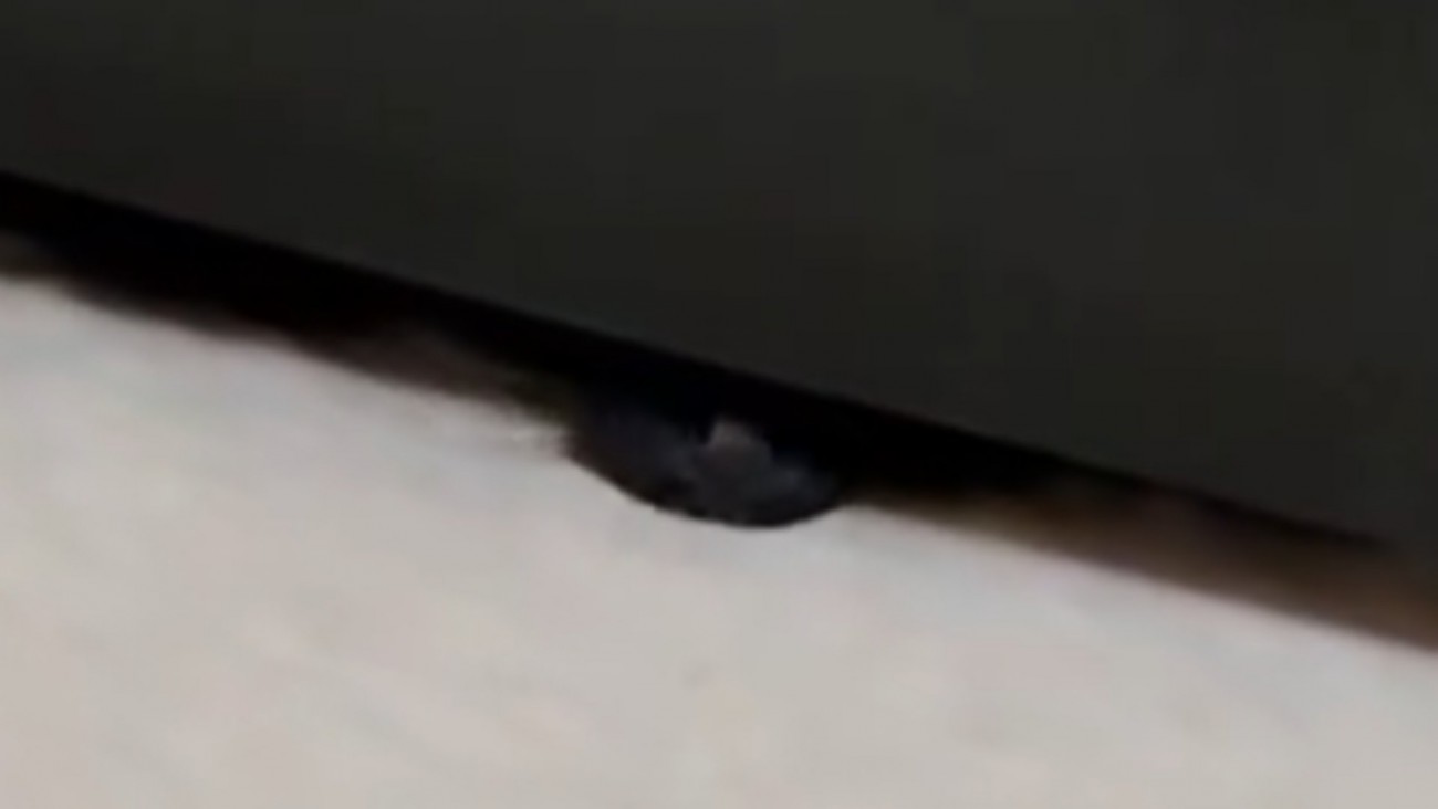 黒猫の鼻
