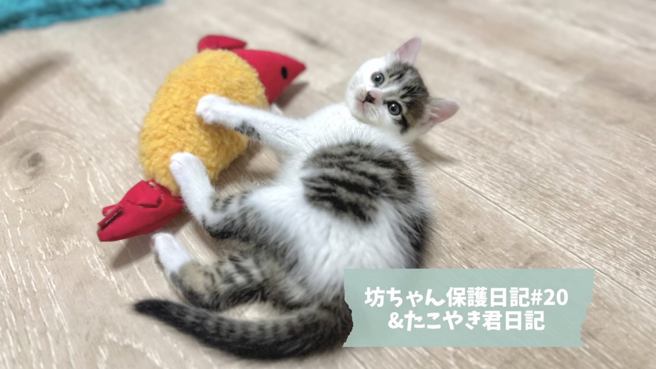 坊ちゃんの紹介写真