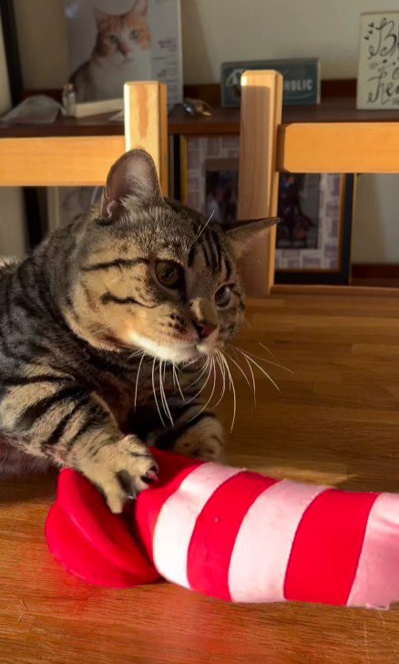 おもちゃで遊ぶ猫