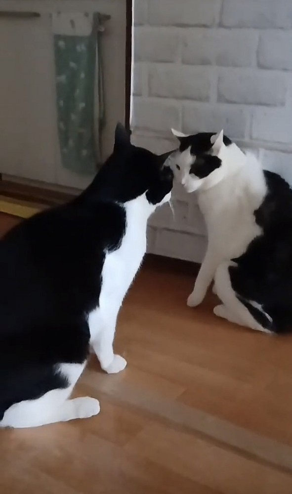 見つめ合う猫の写真