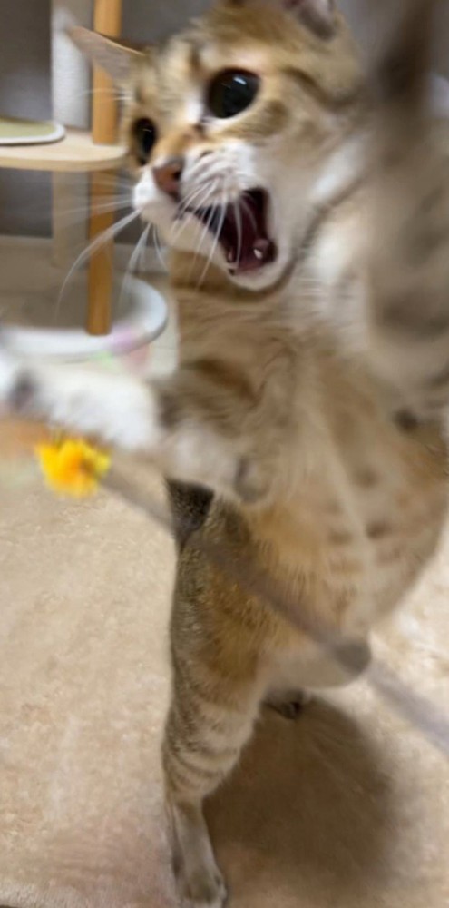 おもちゃに食らいつく猫（縦長）