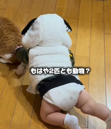 四つ這いで猫の背中を触る赤ちゃん（もはや2匹とも動物？）