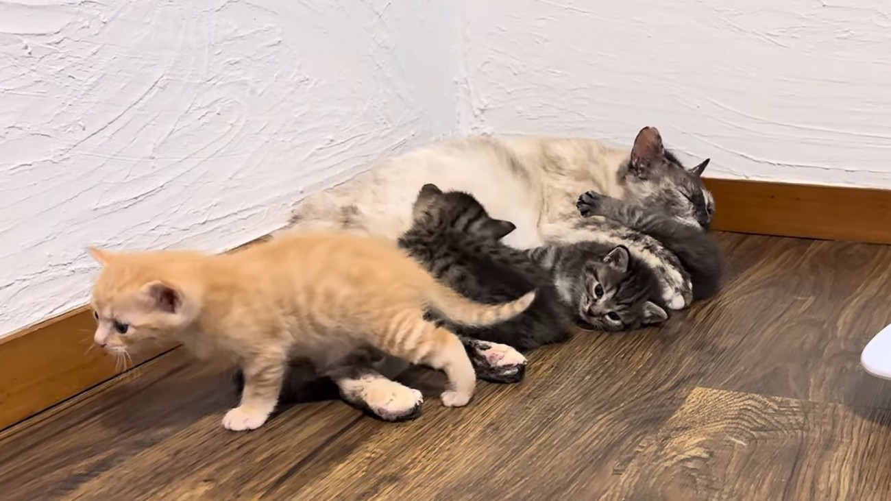 乳を飲む子猫と母猫のそばによる子猫たち
