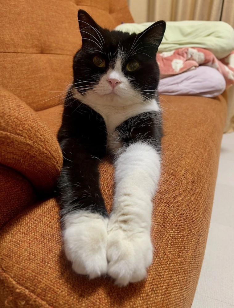 前足を伸ばして白い柄を見せる猫