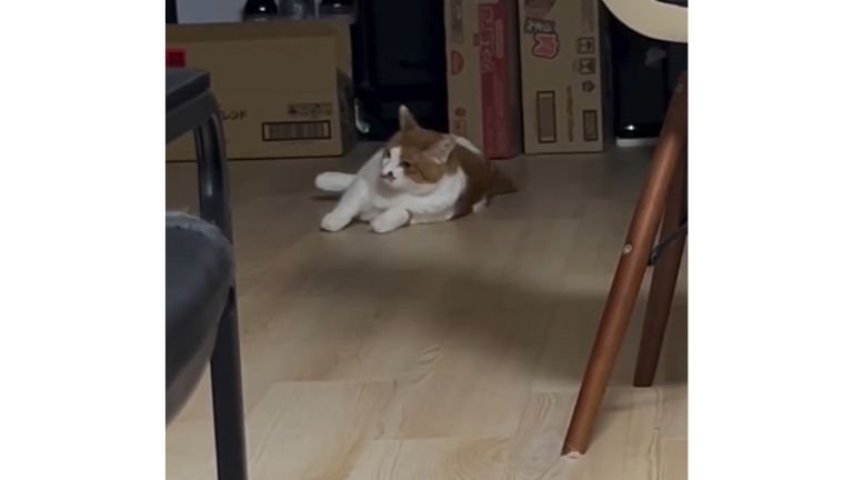 室内にいる猫