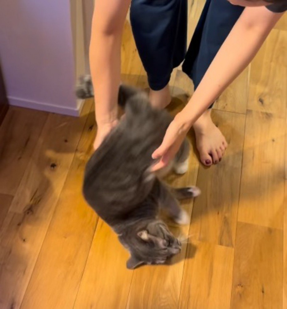 女性の手から離れて地面に倒れる猫