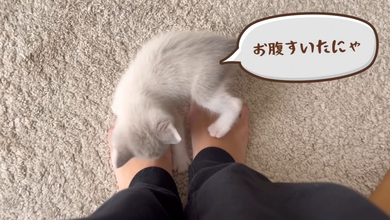 飼い主の足の上を歩く猫