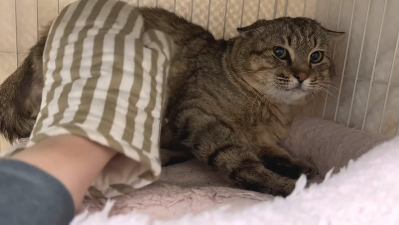 イカ耳じゃないたこやきくん