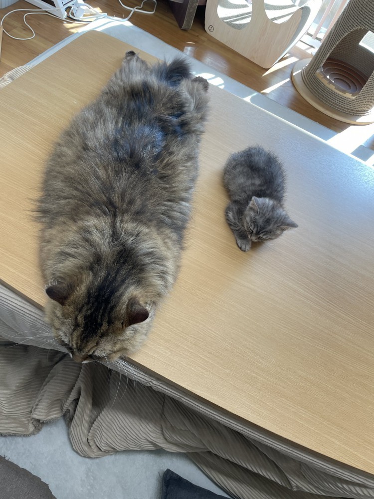 大きい猫と子猫