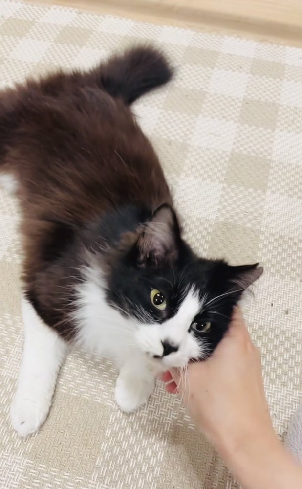 ママに撫でられるハチワレ猫
