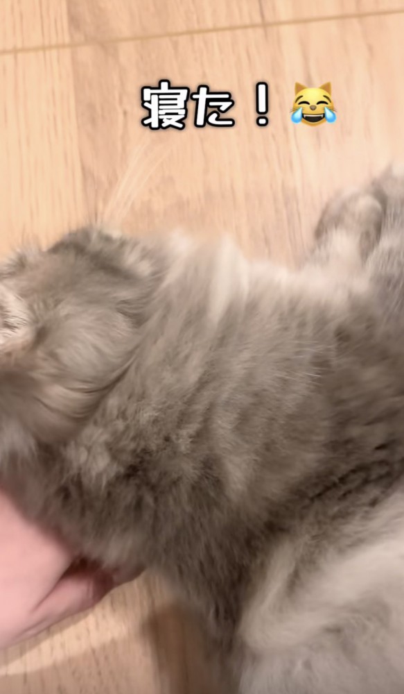 飼い主さんの手の上に寝転がる凪ちゃん