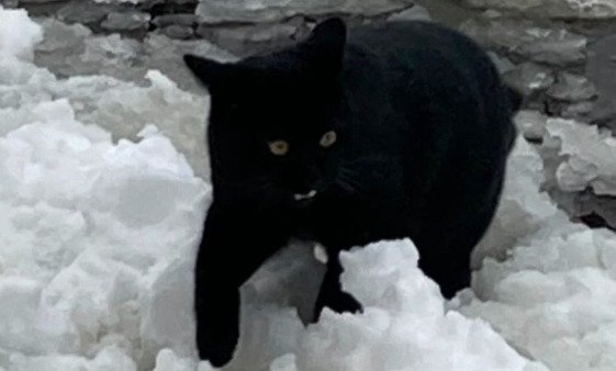 雪の上を歩く子猫