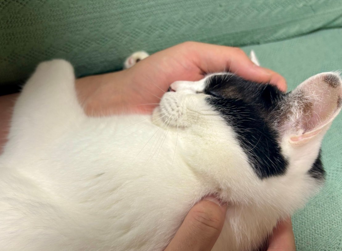 人の両腕に包まれて眠る猫の胸から上