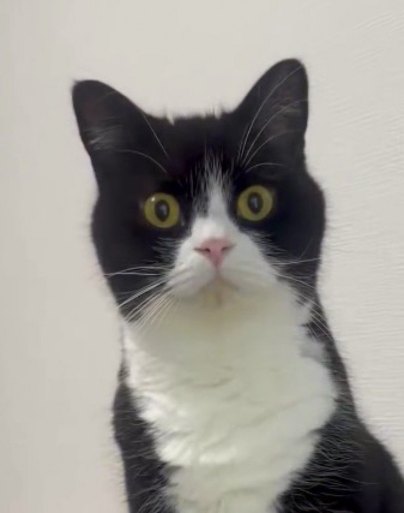 一点を見つめている猫の顔
