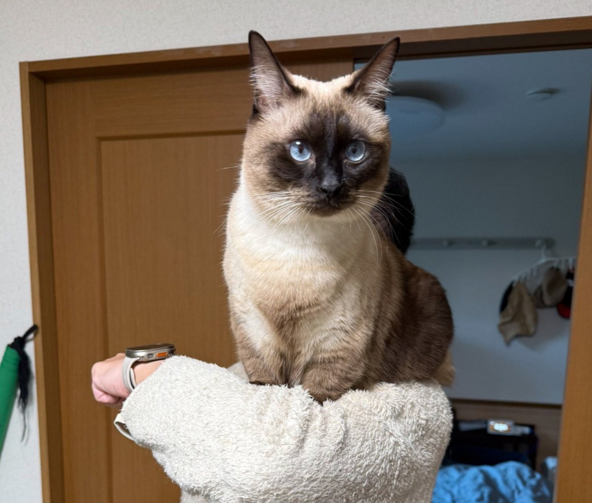 何かを見つめる猫